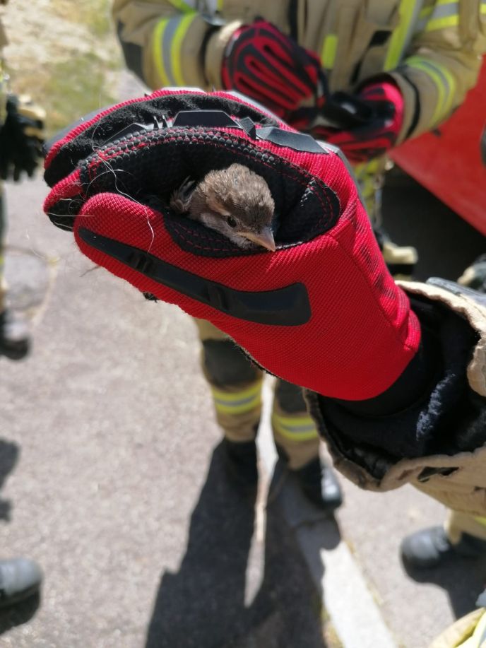 Einsatz Nr. 114 Hilfe K Tierrettung